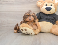 5 week old Mini Doxiedoodle Puppy For Sale - Simply Southern Pups