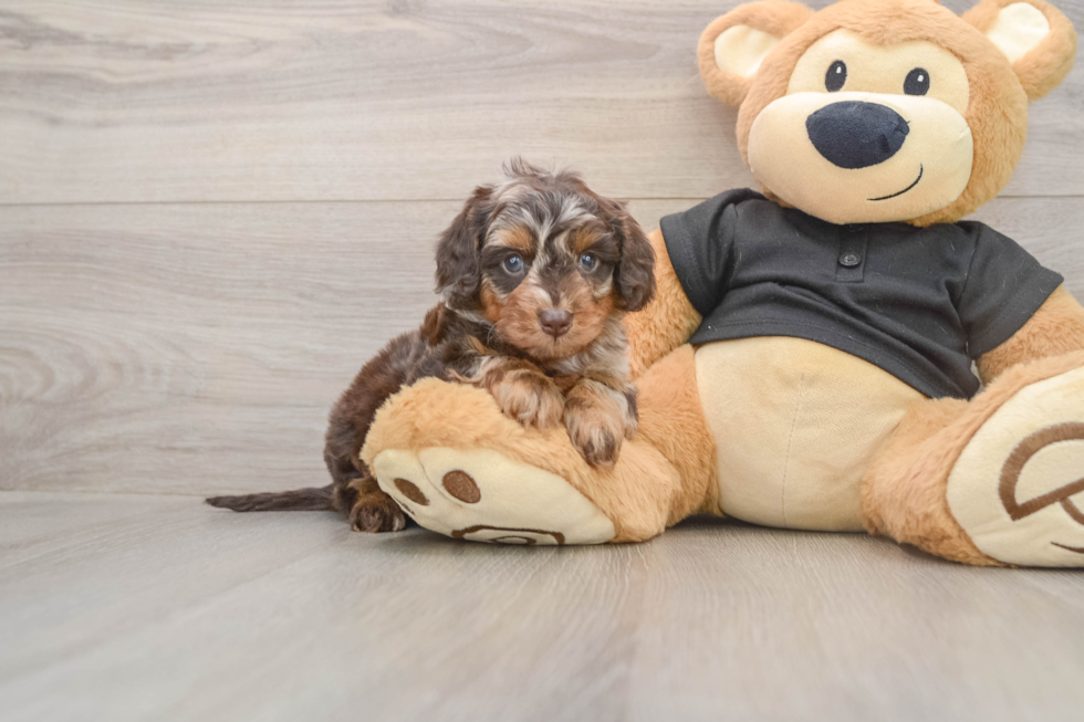 Mini Doxiedoodle Pup Being Cute