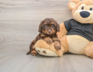 6 week old Mini Doxiedoodle Puppy For Sale - Simply Southern Pups