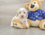 5 week old Mini Doxiedoodle Puppy For Sale - Simply Southern Pups