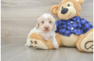 Mini Doxiedoodle Puppy for Adoption