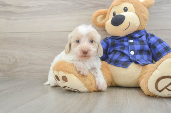 Mini Doxiedoodle Puppy for Adoption