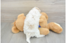 Cute Mini Doxiedoodle Baby