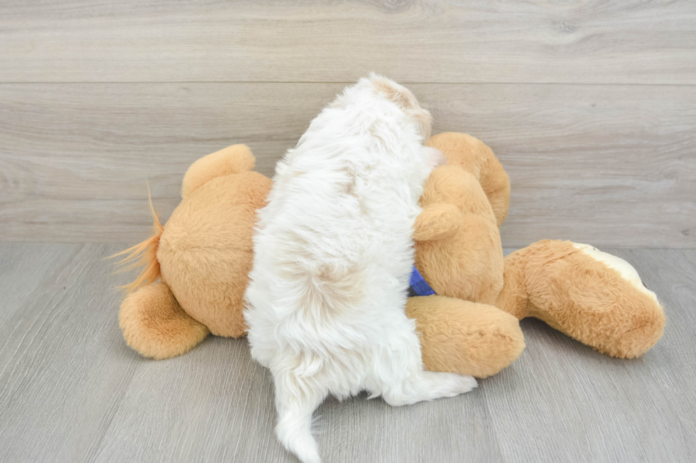 Cute Mini Doxiedoodle Baby