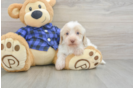 Cute Mini Doxiedoodle Poodle Mix Pup