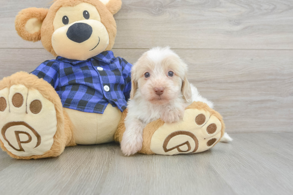 Cute Mini Doxiedoodle Poodle Mix Pup