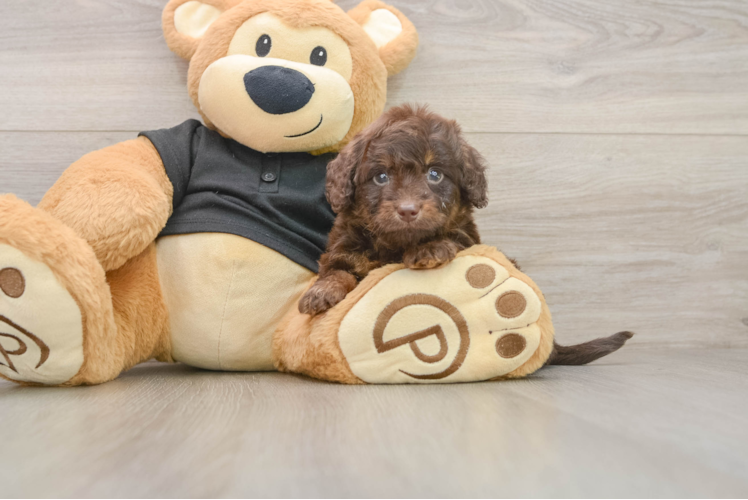 Mini Doxiedoodle Puppy for Adoption