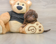 5 week old Mini Doxiedoodle Puppy For Sale - Simply Southern Pups