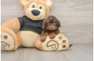 Mini Doxiedoodle Puppy for Adoption