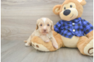 Best Mini Doxiedoodle Baby