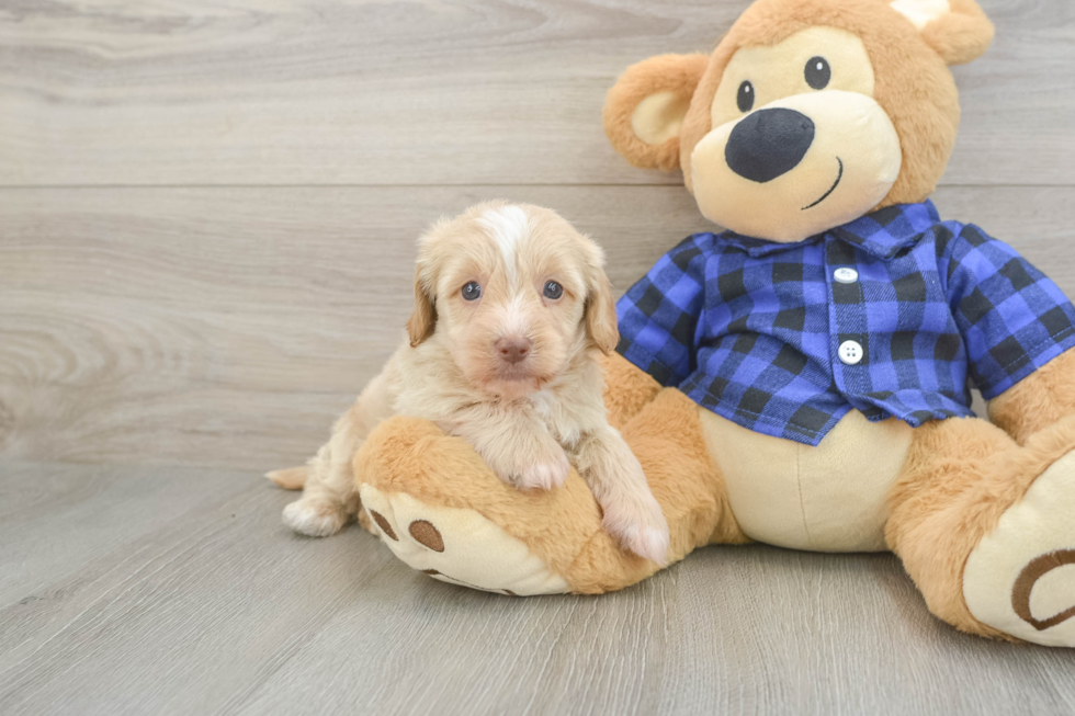 Best Mini Doxiedoodle Baby