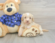 5 week old Mini Doxiedoodle Puppy For Sale - Simply Southern Pups