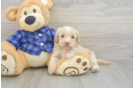 Mini Doxiedoodle Puppy for Adoption