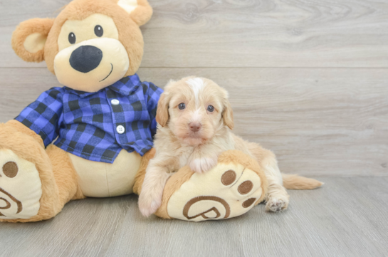 Mini Doxiedoodle Puppy for Adoption