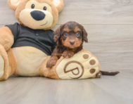 7 week old Mini Doxiedoodle Puppy For Sale - Simply Southern Pups