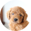 Mini Goldendoodle Puppy For Sale - Simply Southern Pups