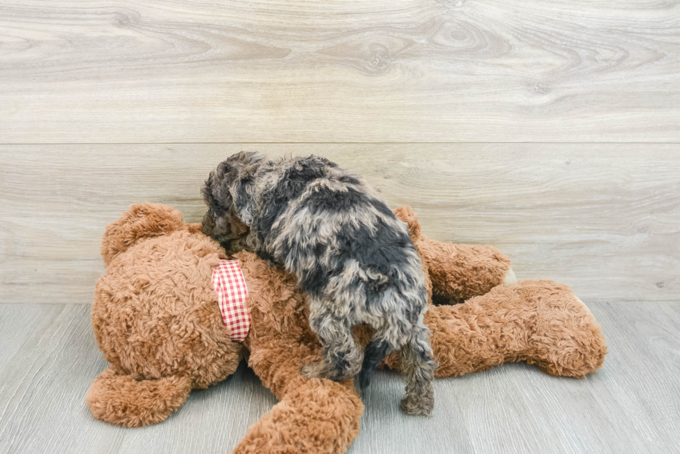 Happy Mini Goldendoodle Baby