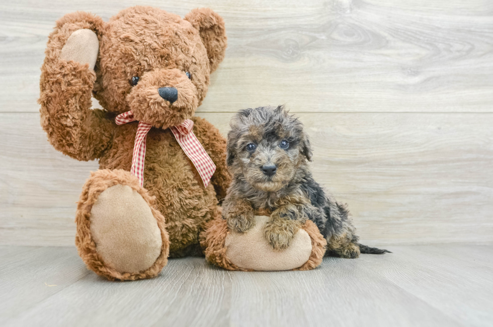 5 week old Mini Goldendoodle Puppy For Sale - Simply Southern Pups