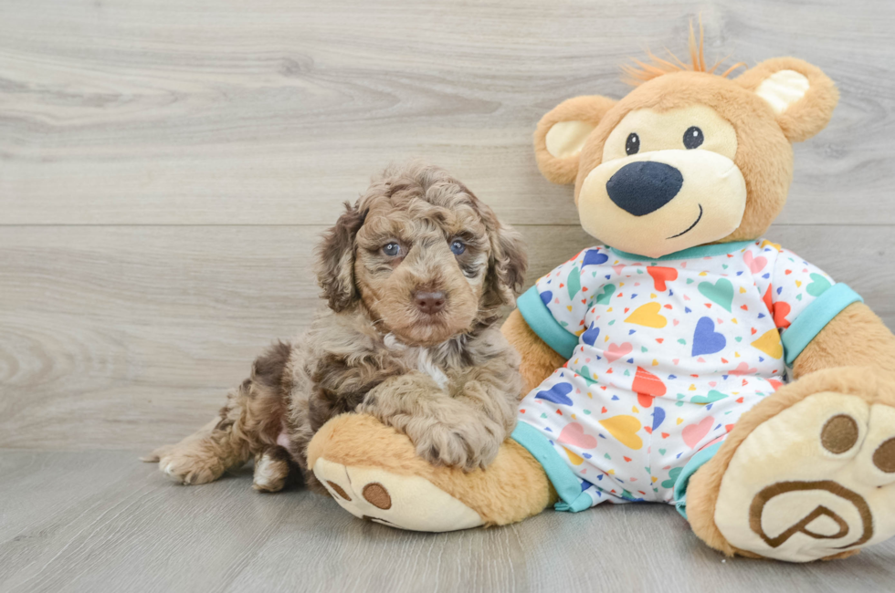 5 week old Mini Goldendoodle Puppy For Sale - Simply Southern Pups