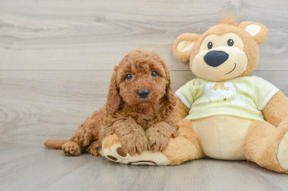 7 week old Mini Goldendoodle Puppy For Sale - Simply Southern Pups