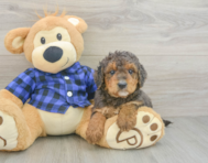 8 week old Mini Goldendoodle Puppy For Sale - Simply Southern Pups