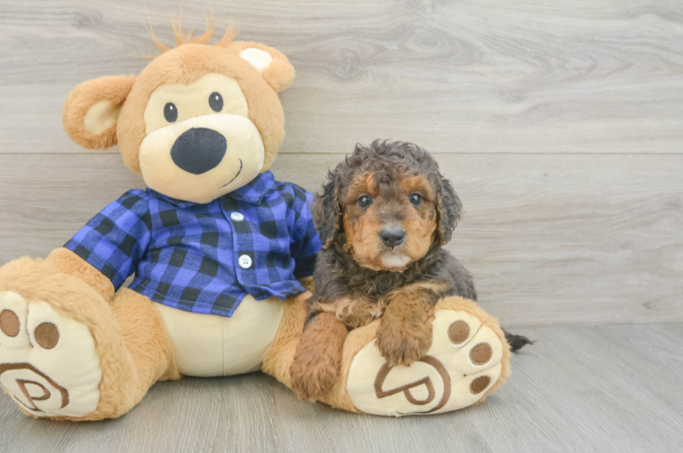 5 week old Mini Goldendoodle Puppy For Sale - Simply Southern Pups
