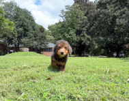 9 week old Mini Goldendoodle Puppy For Sale - Simply Southern Pups