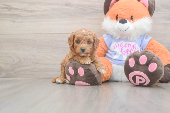 5 week old Mini Goldendoodle Puppy For Sale - Simply Southern Pups Playful Mini Groodle Poodle Mix Puppy
