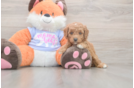 Mini Goldendoodle Puppy for Adoption