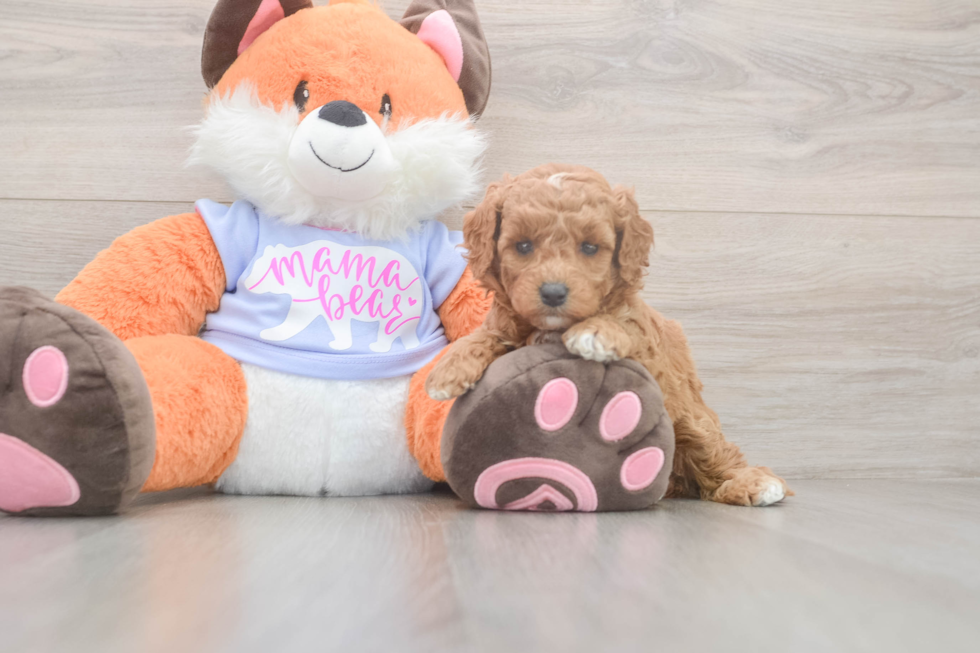 Mini Goldendoodle Puppy for Adoption