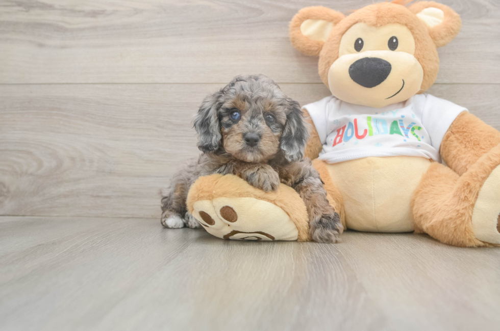 5 week old Mini Goldendoodle Puppy For Sale - Simply Southern Pups