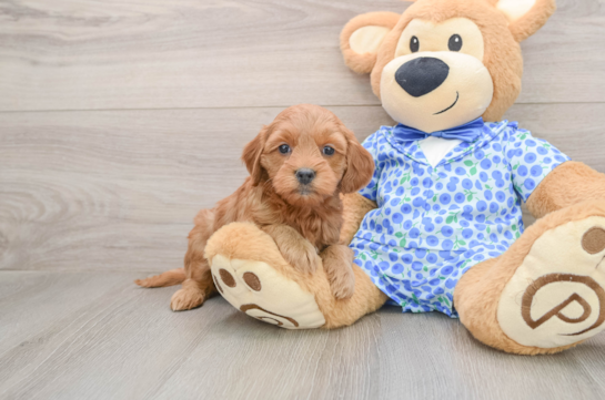 Mini Goldendoodle Pup Being Cute
