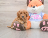 6 week old Mini Goldendoodle Puppy For Sale - Simply Southern Pups