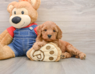 7 week old Mini Goldendoodle Puppy For Sale - Simply Southern Pups