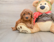7 week old Mini Goldendoodle Puppy For Sale - Simply Southern Pups