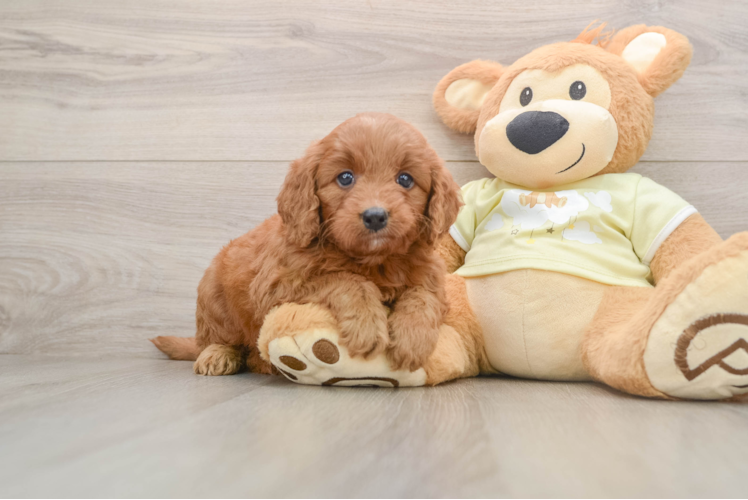 Mini Goldendoodle Pup Being Cute
