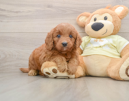 5 week old Mini Goldendoodle Puppy For Sale - Simply Southern Pups