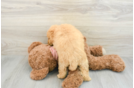 Small Mini Goldendoodle Baby