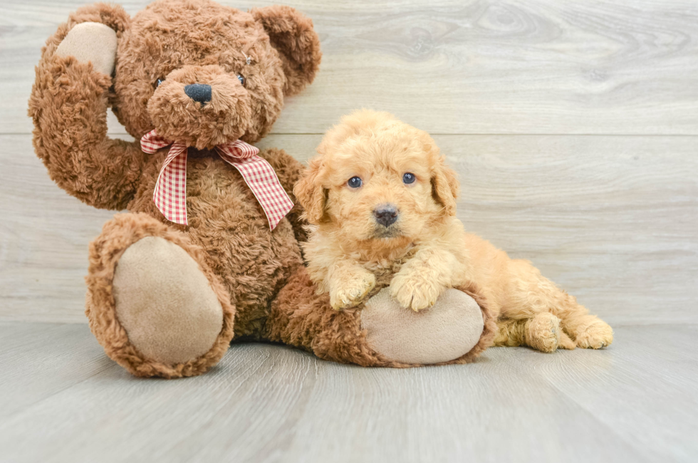 6 week old Mini Goldendoodle Puppy For Sale - Simply Southern Pups