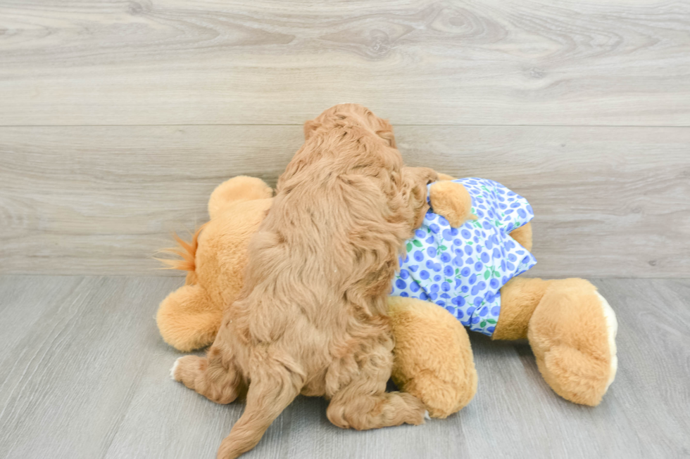 Mini Goldendoodle Pup Being Cute