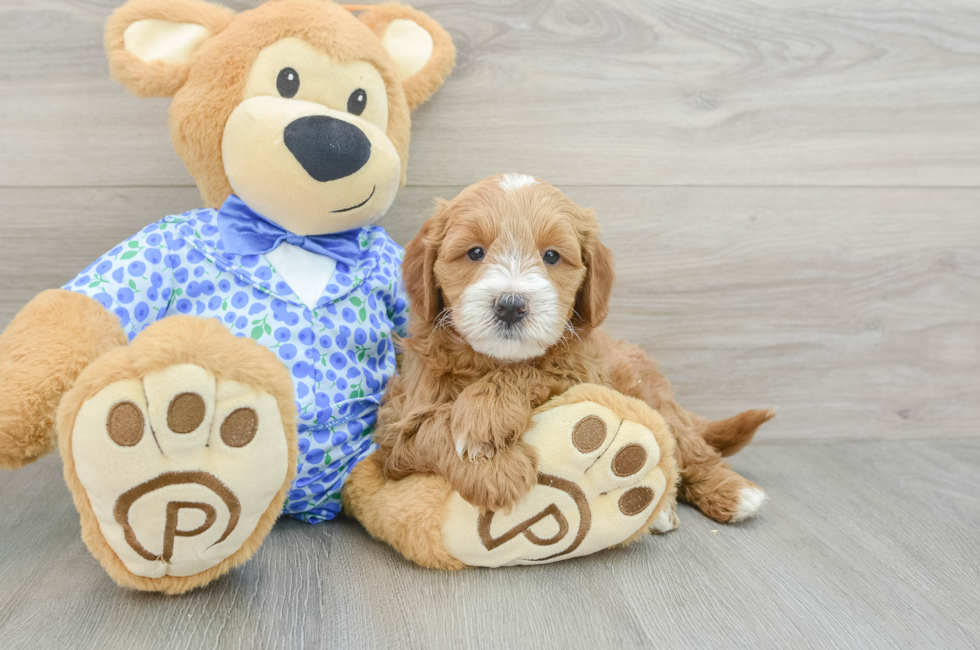 5 week old Mini Goldendoodle Puppy For Sale - Simply Southern Pups