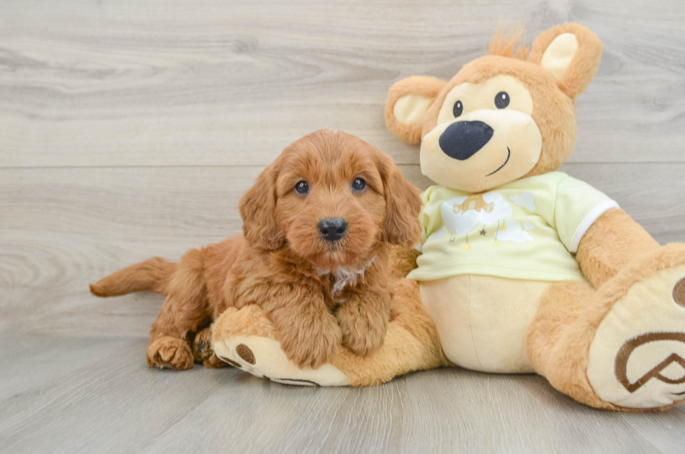 7 week old Mini Goldendoodle Puppy For Sale - Simply Southern Pups