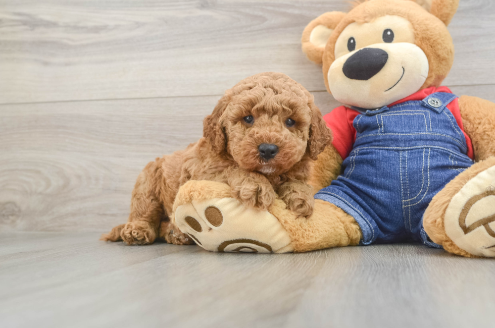 5 week old Mini Goldendoodle Puppy For Sale - Simply Southern Pups