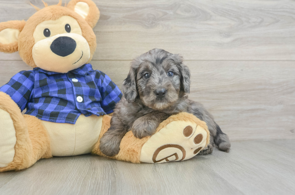 5 week old Mini Goldendoodle Puppy For Sale - Simply Southern Pups