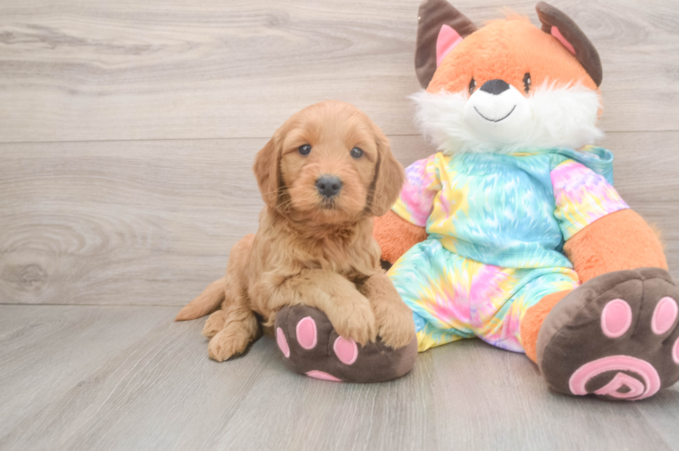 5 week old Mini Goldendoodle Puppy For Sale - Simply Southern Pups