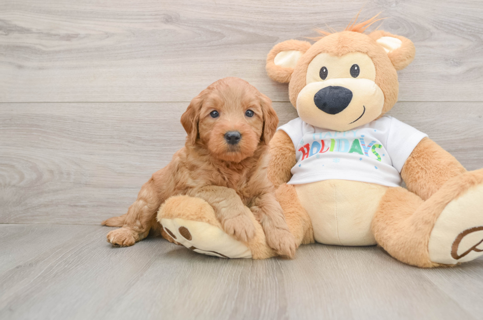 5 week old Mini Goldendoodle Puppy For Sale - Simply Southern Pups