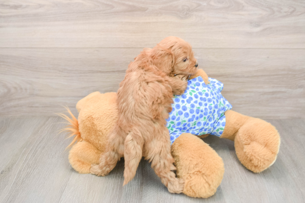 Adorable Golden Retriever Poodle Mix Poodle Mix Puppy