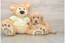 Mini Goldendoodle Puppy for Adoption
