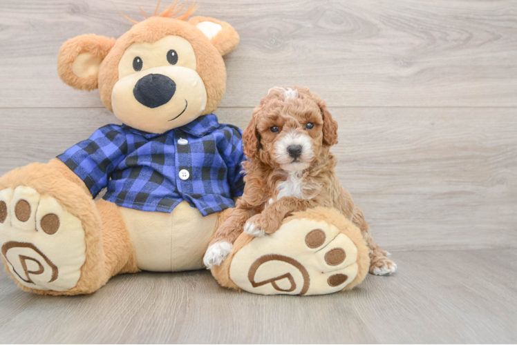 Mini Goldendoodle Puppy for Adoption
