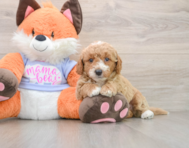 5 week old Mini Goldendoodle Puppy For Sale - Simply Southern Pups